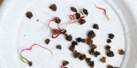 Trebam li potopiti sjeme cvekle prije sadnje?